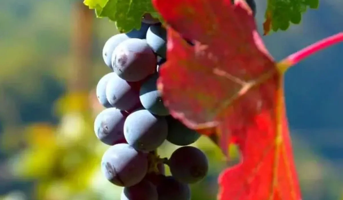 Nahaufnahme von Aleksandrouli-Trauben mit dunkler, violetter Farbe – eine georgische Rotweinrebsorte, die für elegante und aromatische Weine genutzt wird.