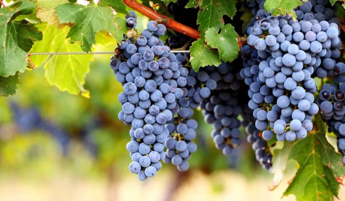 Nahaufnahme von reifen Cabernet Sauvignon-Trauben in Georgien, hängend an der Rebe mit grünen Blättern – eine international bekannte Rotweinsorte, die auch in georgischen Weinbergen gedeiht.