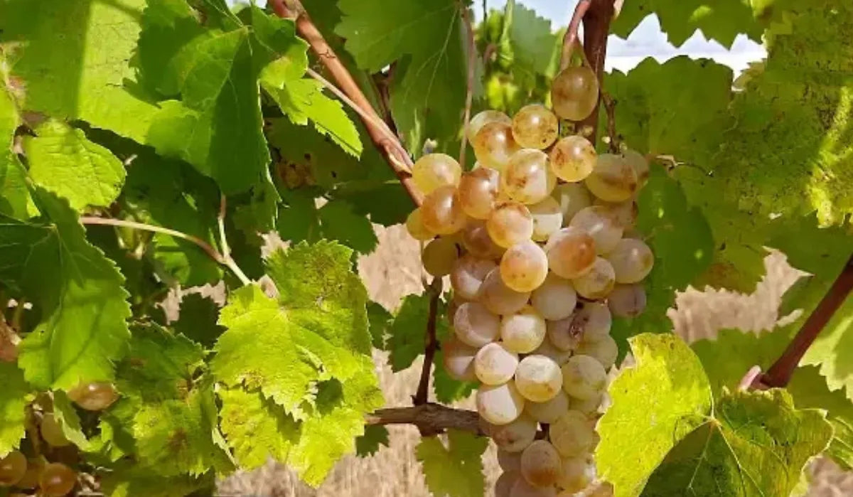 Reife Chinuri-Trauben an der Weinrebe, umgeben von grünen Blättern – eine georgische Weißweinsorte, bekannt für ihre knackige Frische.