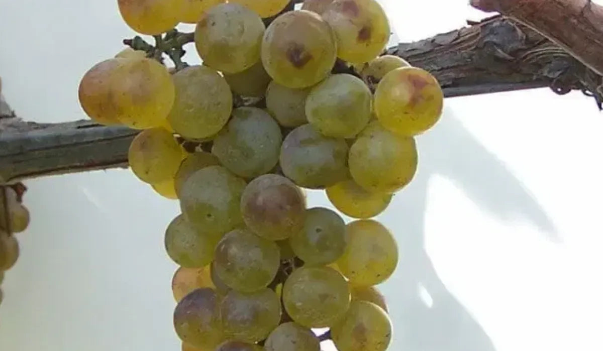 Nahaufnahme von reifen Khikhvi-Trauben an der Rebe – eine seltene georgische Weißweinsorte, bekannt für ihre aromatischen und strukturierten Weine.