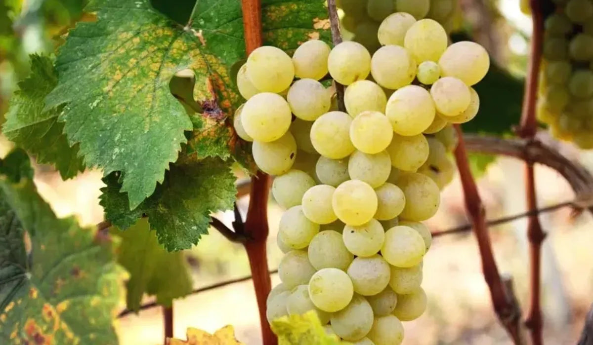 Nahaufnahme von reifen Kisi-Trauben an der Rebe mit grünen Blättern – eine georgische Weißweinsorte, bekannt für ihre ausgewogene Säure und aromatische Vielfalt.