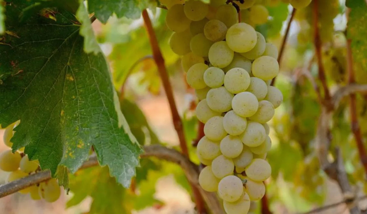 Nahaufnahme einer reifen Mtsvane Traube an der Rebe mit grünen Blättern – eine autochthone georgische Weißweinrebsorte, bekannt für frische und aromatische Weine.