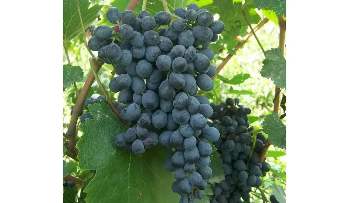 Mujuretuli-Trauben mit tiefroter Farbe, umgeben von herbstlichen Blättern – eine georgische Rebsorte, die oft für halbsüße Rotweine verwendet wird.