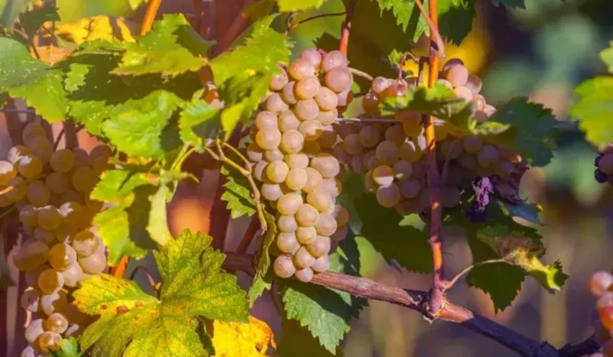 Nahaufnahme von reifen Rkatsiteli-Trauben an der Rebe mit grünen Blättern – eine der ältesten georgischen Weißweinrebsorten mit frischer Säure.