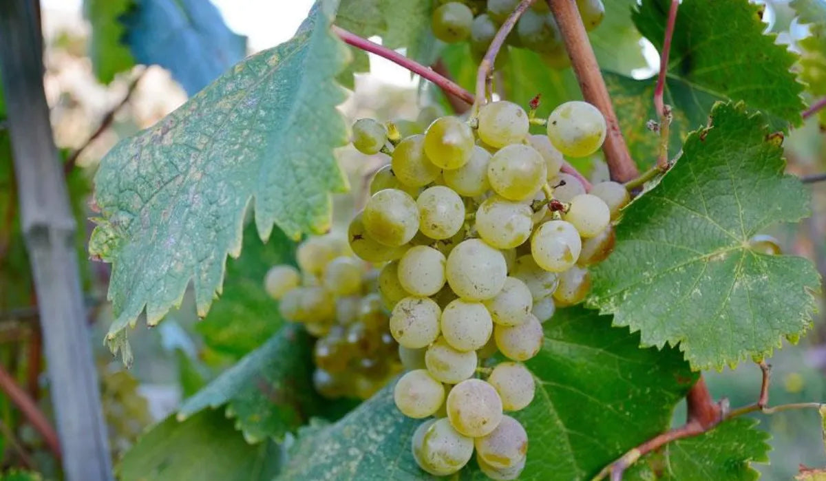 Reife Tsolikouri-Trauben in der Sonne mit leuchtend gelben Farbtönen – eine beliebte georgische Weißweinsorte mit feiner Säure.